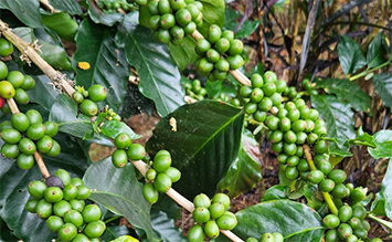 7월 커피나무 열매가 싱그럽네요. 11월 수확기 때는 잘 여문모습으로 다시보자.
