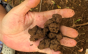 우리 커피농장은 자연 그대로의 유기농법을 통해 토양에 미생물과 유기물이 풍부하다고 김재한...